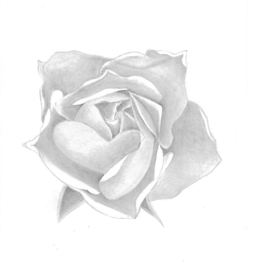 como fazer desenho realista de uma rosa