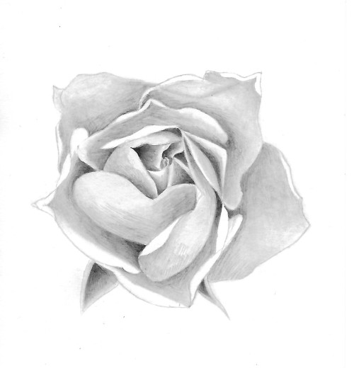 como desenhar uma rosa realista passo a passo