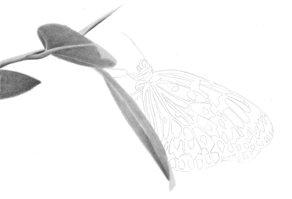 como desenhar uma borboleta realista