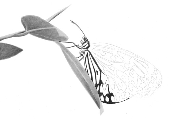 Tutorial de como desenhar uma borboleta realista