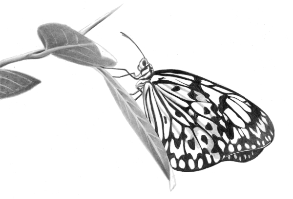 Tutorial de como desenhar uma borboleta realista