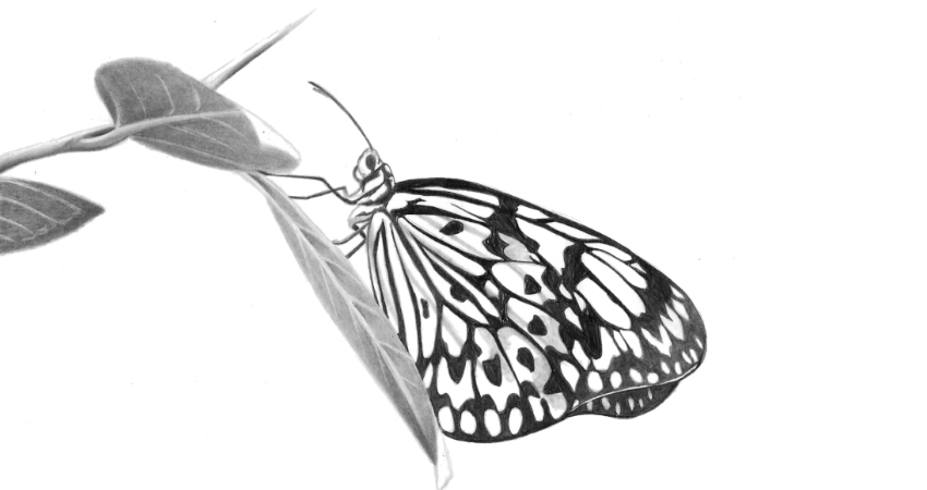 Como desenhar uma borboleta realista passo a passo